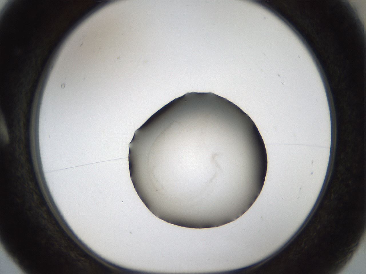folderID47_plateID1047_batchID2688_wellNum5_profileID1_d1_r47116_ef.jpg