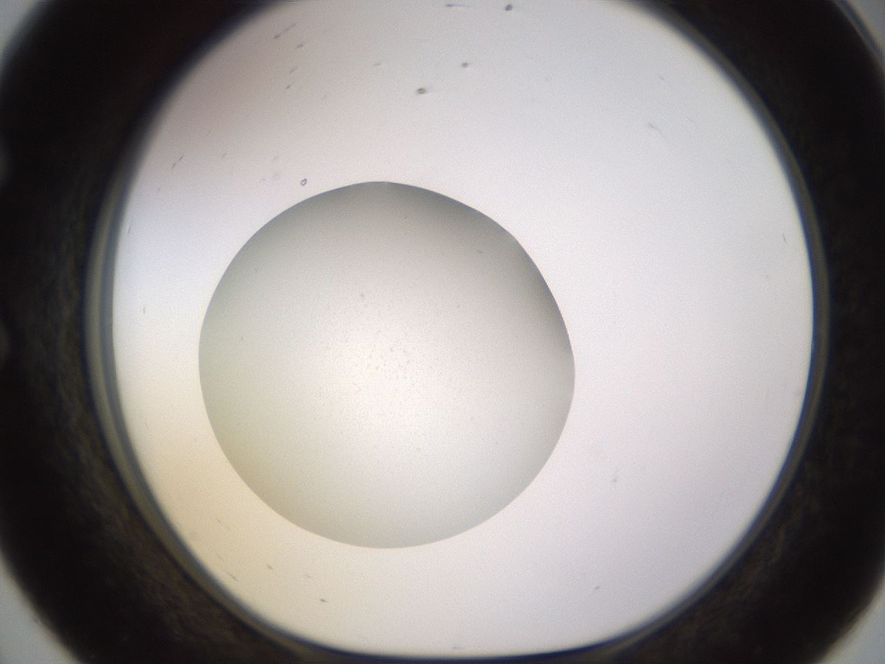 folderID480_plateID1480_batchID5670_wellNum56_profileID1_d1_r93711_ef.jpg