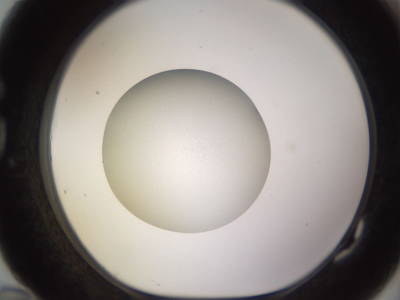 folderID481_plateID1481_batchID5598_wellNum82_profileID1_d1_r93833_ef.jpg