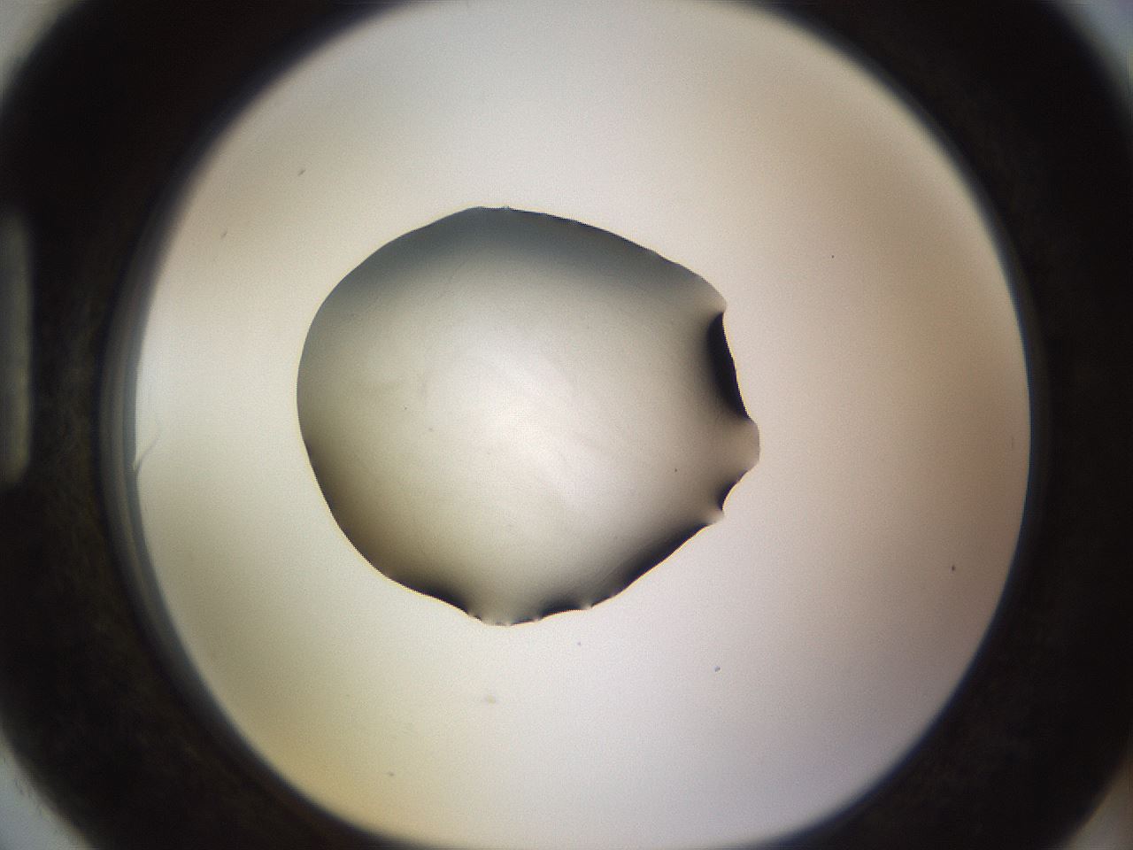 folderID481_plateID1481_batchID5598_wellNum90_profileID1_d1_r93841_ef.jpg