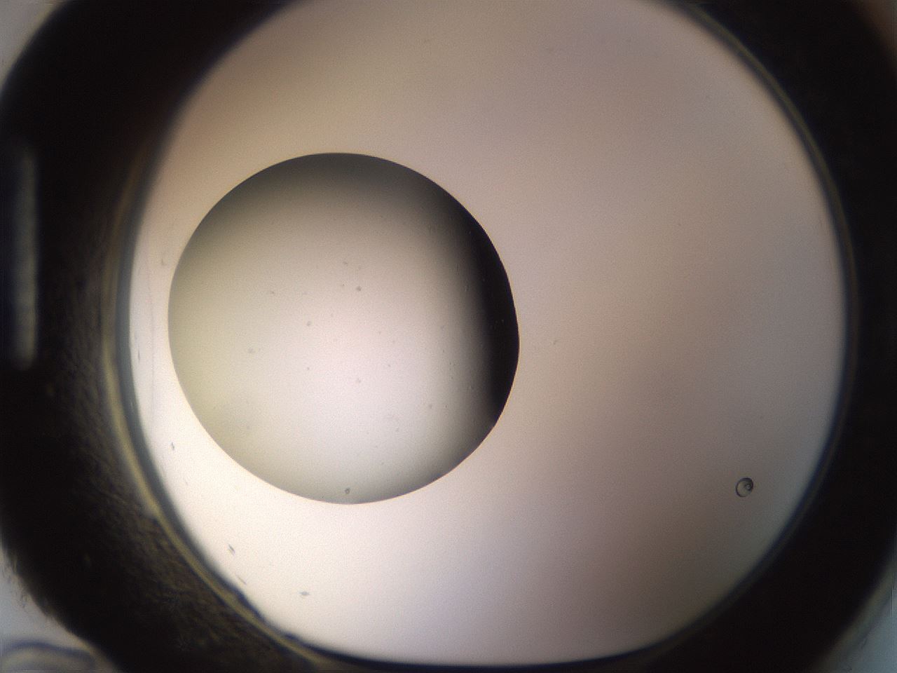 folderID480_plateID1480_batchID5972_wellNum96_profileID1_d1_r93751_ef.jpg
