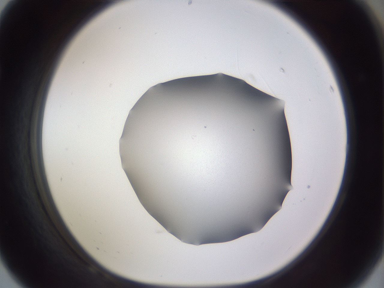 folderID495_plateID3495_batchID20503_wellNum68_profileID1_d1_r311395_ef.jpg