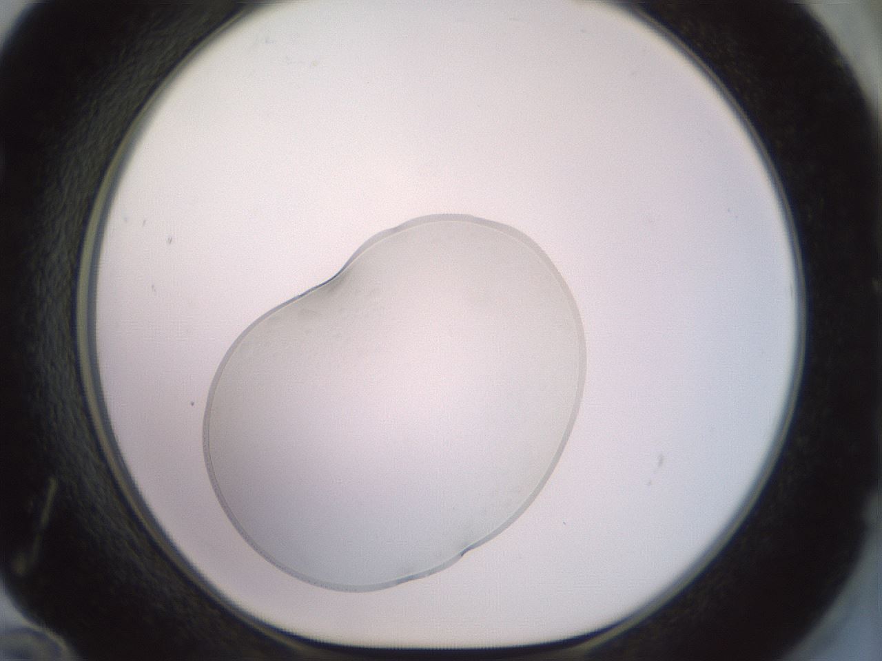 folderID498_plateID3498_batchID21527_wellNum72_profileID1_d1_r312146_ef.jpg