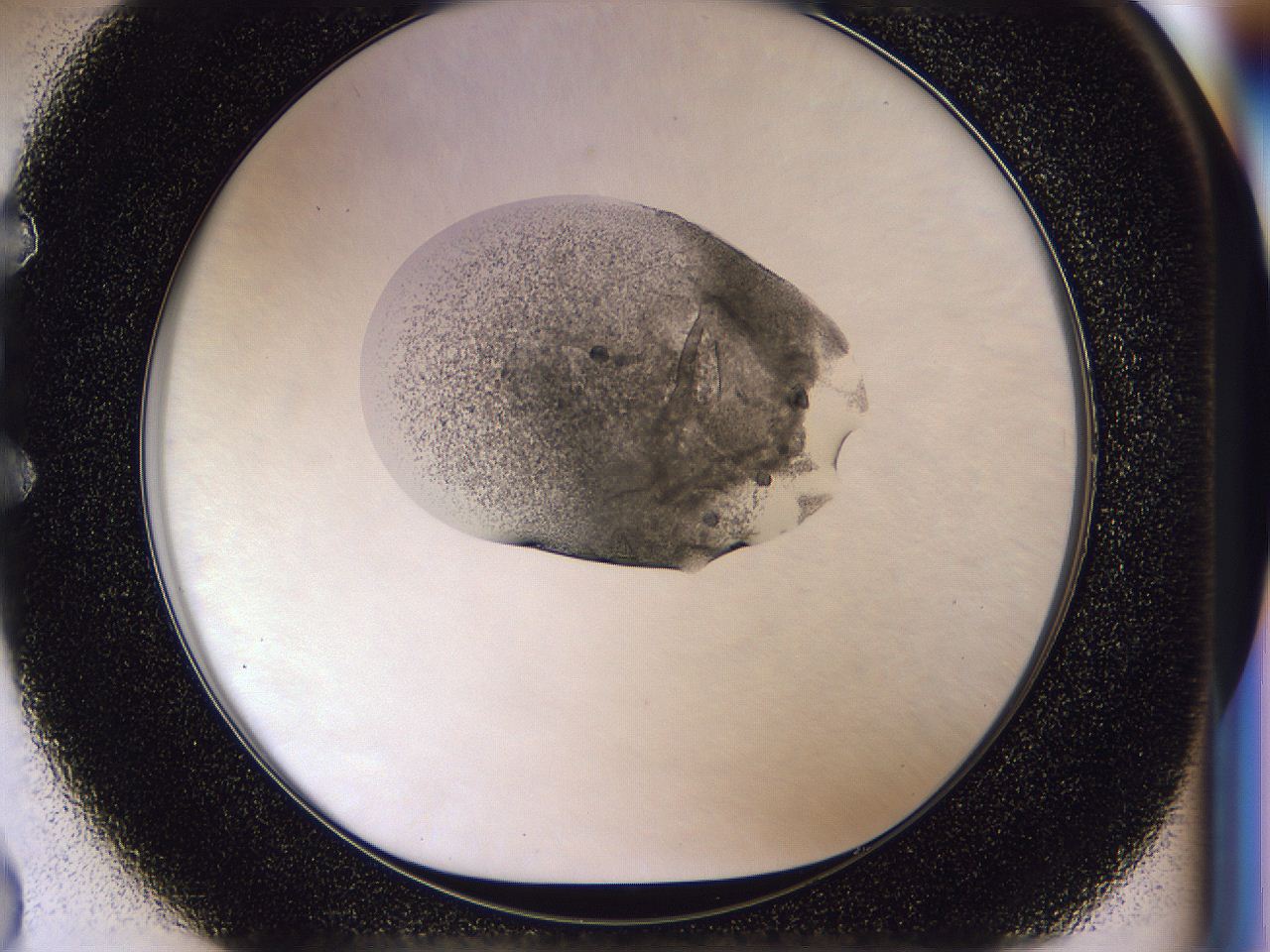 04il_E2_ImagerDefaults_6.jpg