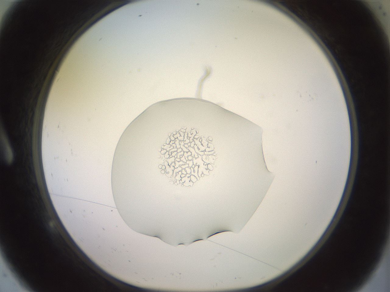 folderID459_plateID3459_batchID20915_wellNum9_profileID1_d1_r311048_ef.jpg