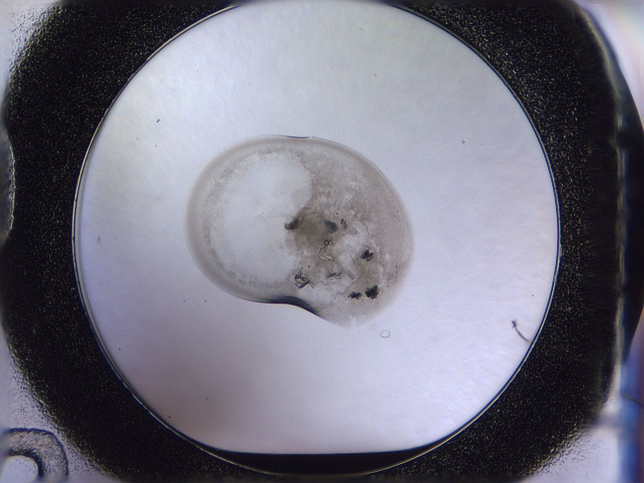 04in_D12_ImagerDefaults_6.jpg