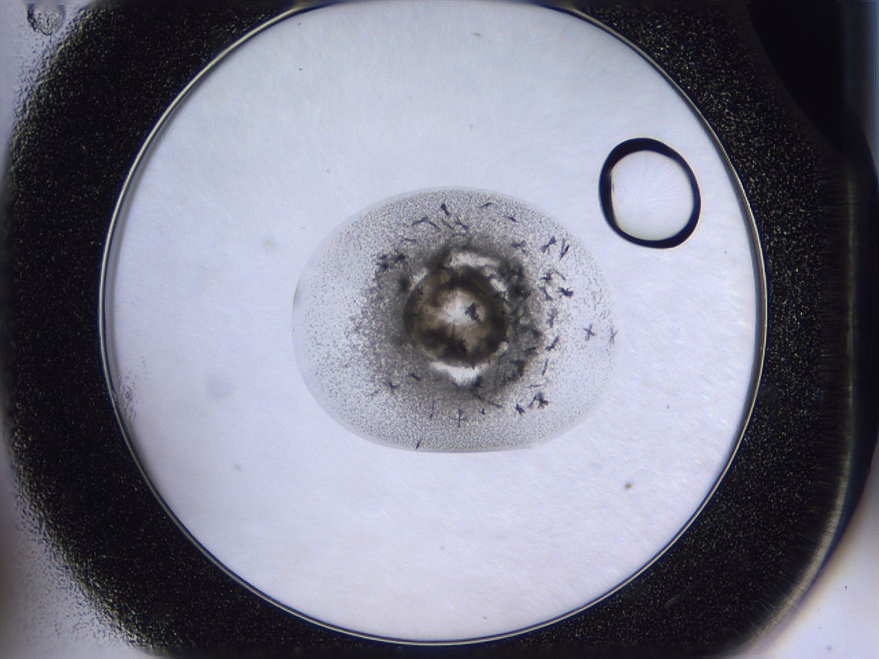 04in_A11_ImagerDefaults_7.jpg