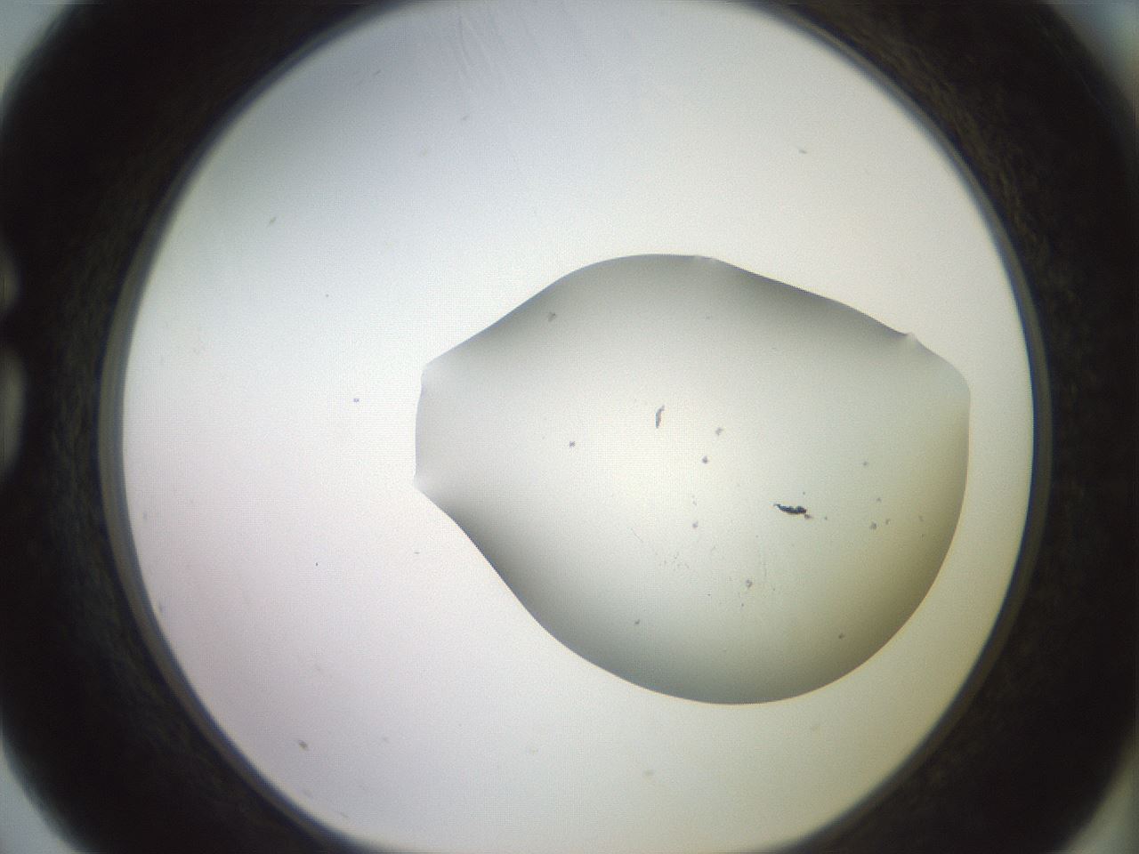 folderID500_plateID3500_batchID22115_wellNum75_profileID1_d1_r313306_ef.jpg