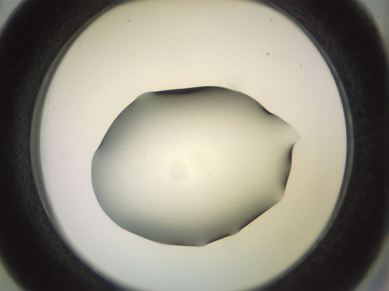 folderID501_plateID3501_batchID21536_wellNum26_profileID1_d2_r313785_ef.jpg