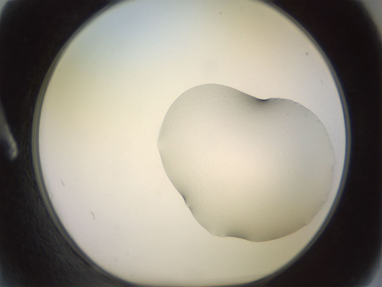 folderID501_plateID3501_batchID22117_wellNum2_profileID1_d1_r313736_ef.jpg