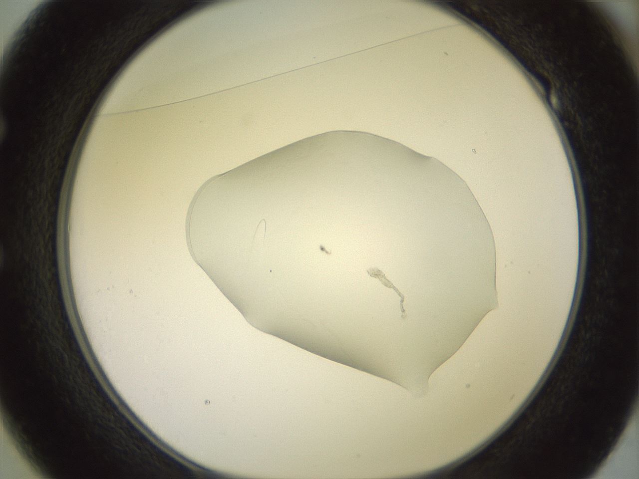 folderID501_plateID3501_batchID22117_wellNum49_profileID1_d1_r313830_ef.jpg