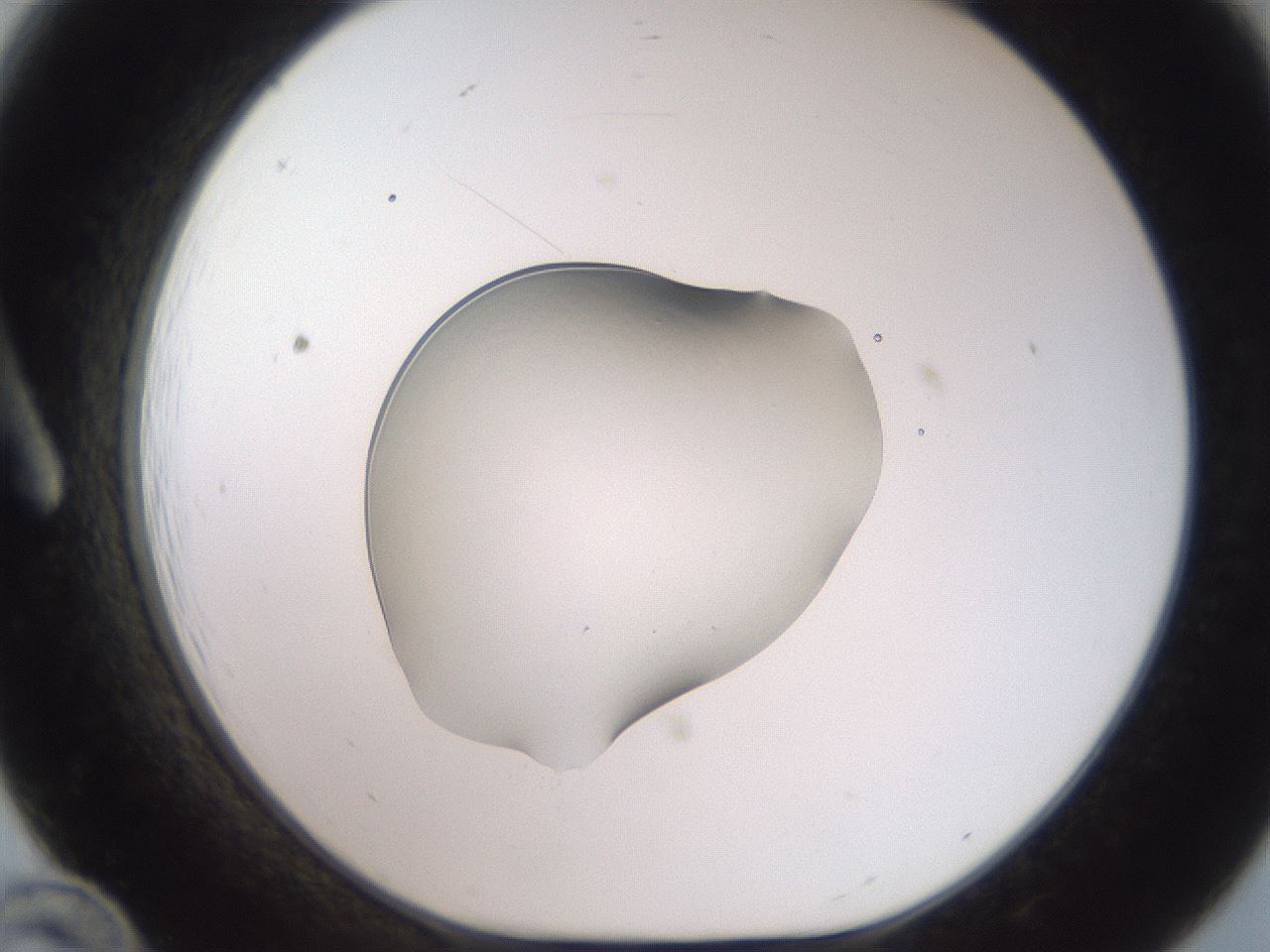 folderID505_plateID3505_batchID20840_wellNum12_profileID1_d1_r311641_ef.jpg