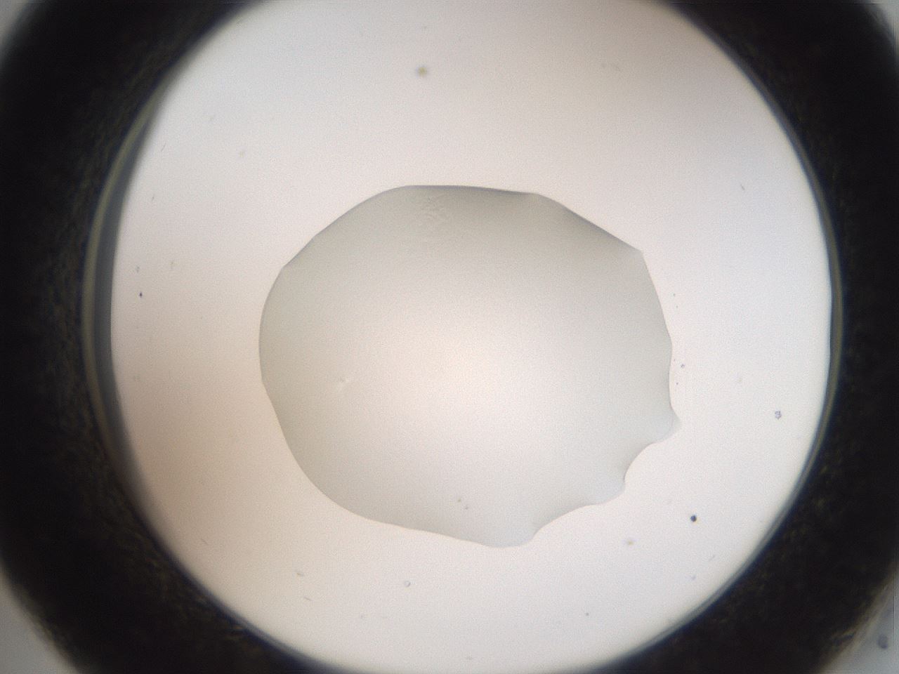 folderID505_plateID3505_batchID20840_wellNum33_profileID1_d2_r311684_ef.jpg