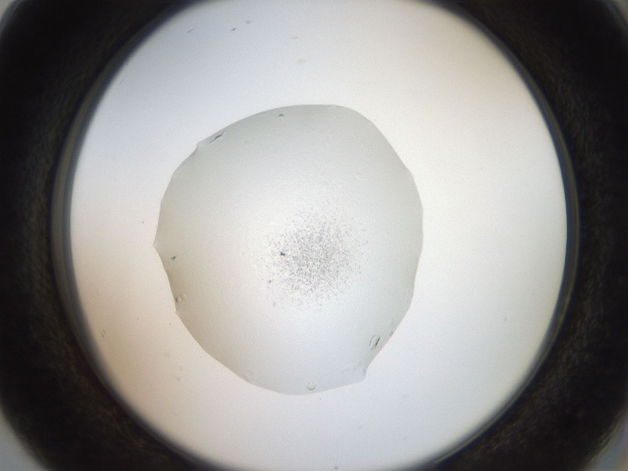 folderID509_plateID3509_batchID20671_wellNum80_profileID1_d2_r314469_ef.jpg