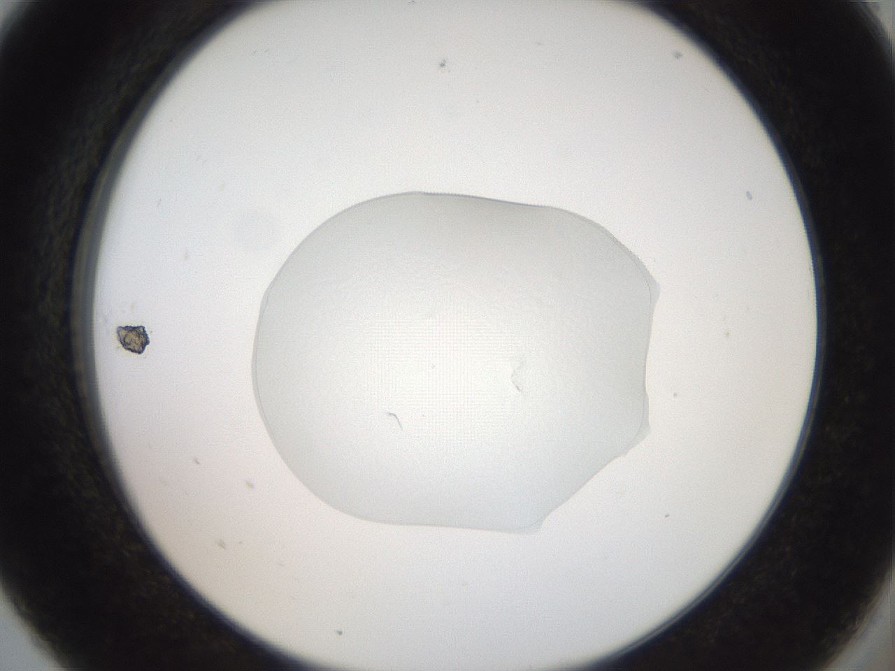 folderID509_plateID3509_batchID21017_wellNum5_profileID1_d2_r314319_ef.jpg