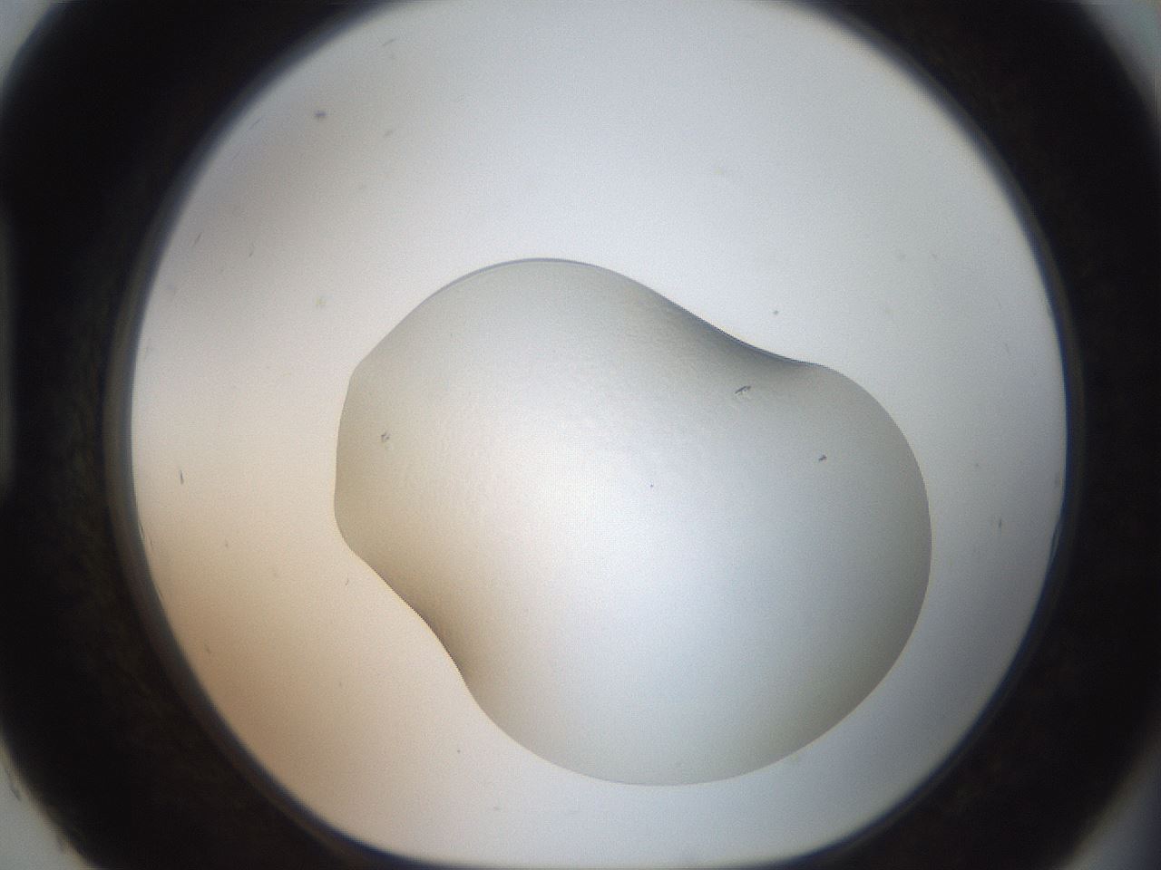 folderID510_plateID3510_batchID20643_wellNum93_profileID1_d1_r315070_ef.jpg