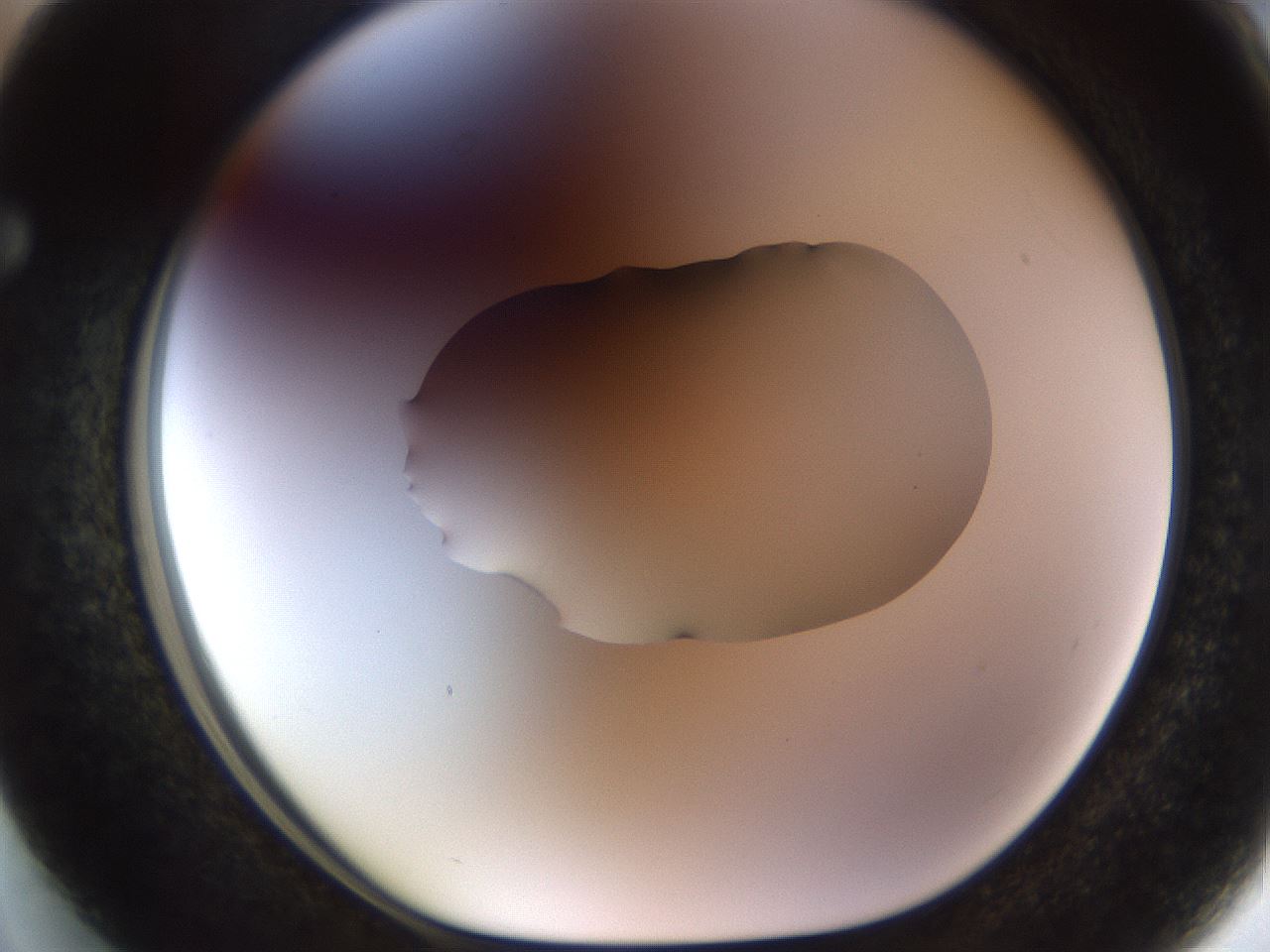 folderID511_plateID1511_batchID5782_wellNum63_profileID1_d1_r95791_ef.jpg