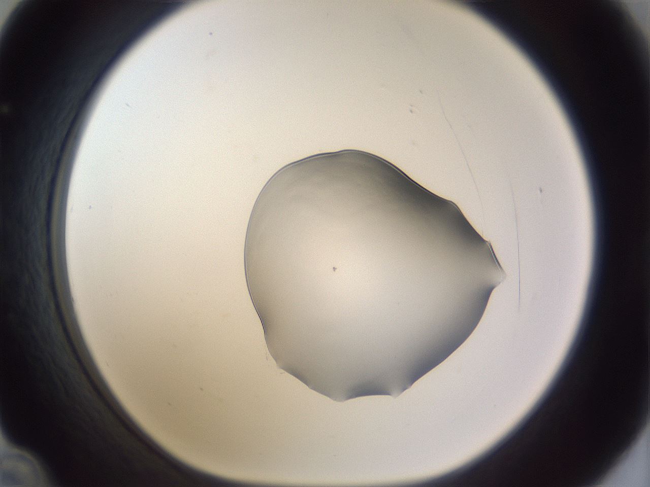 folderID512_plateID3512_batchID20655_wellNum36_profileID1_d1_r311881_ef.jpg