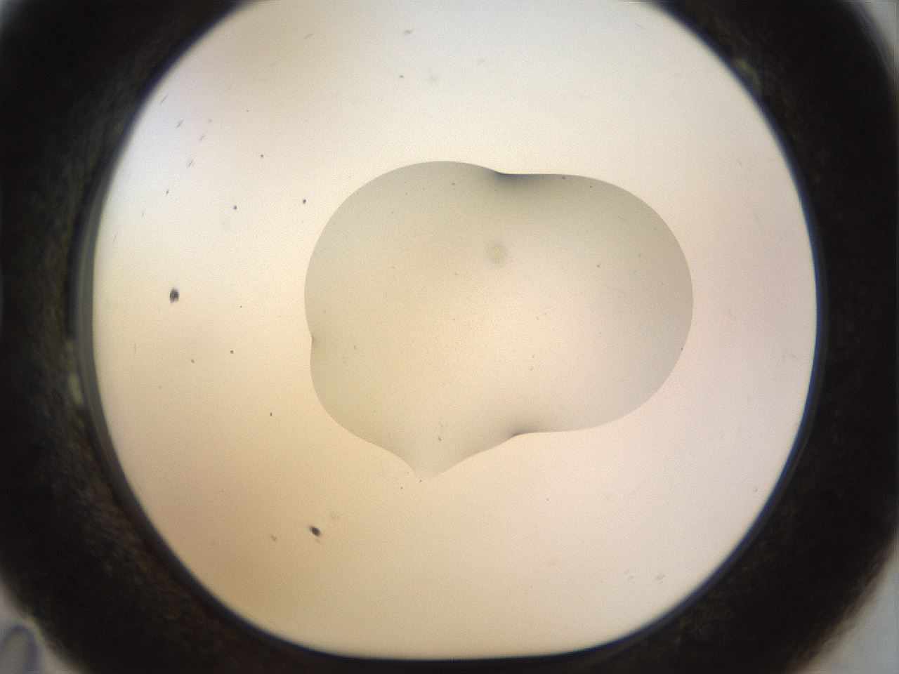 folderID513_plateID1513_batchID6000_wellNum23_profileID1_d1_r95943_ef.jpg
