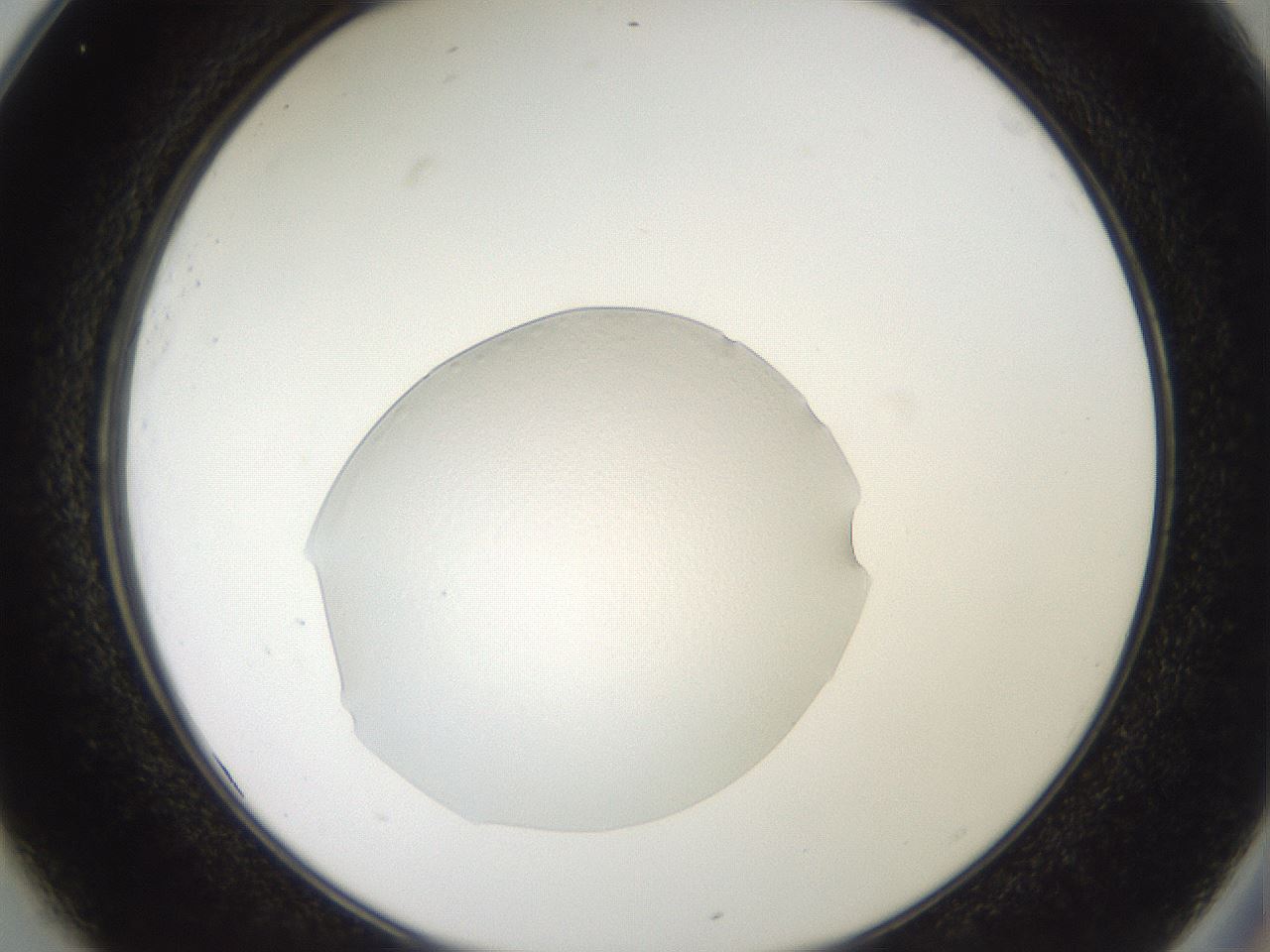folderID505_plateID3505_batchID20840_wellNum25_profileID1_d2_r311668_ef.jpg