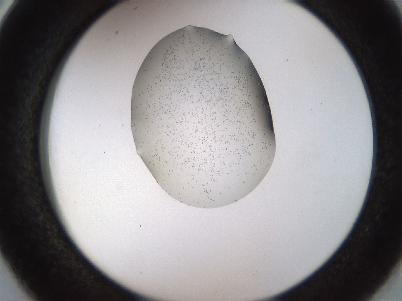 folderID515_plateID1515_batchID5831_wellNum38_profileID1_d2_r96476_ef.jpg