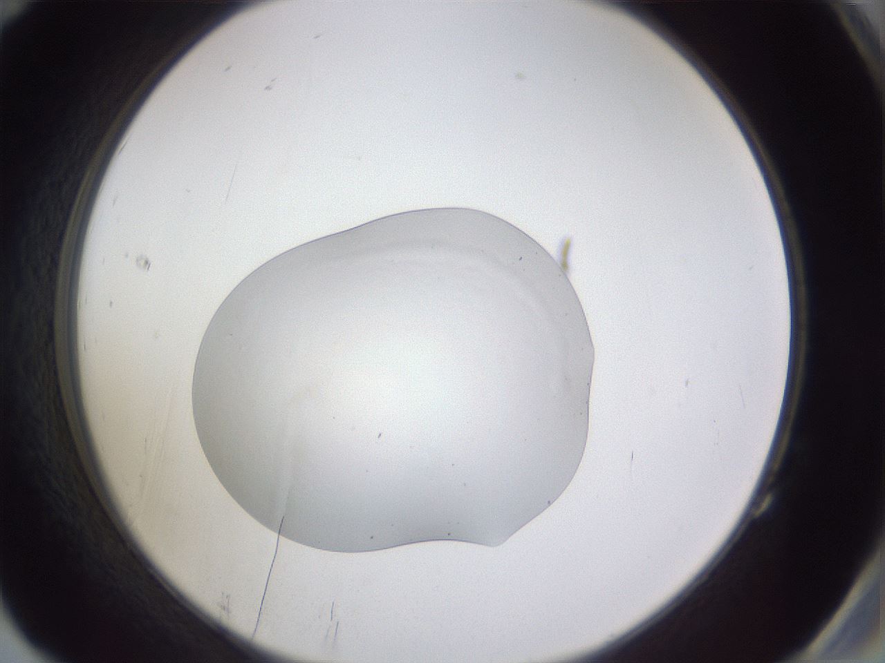folderID515_plateID3515_batchID21701_wellNum83_profileID1_d2_r313707_ef.jpg