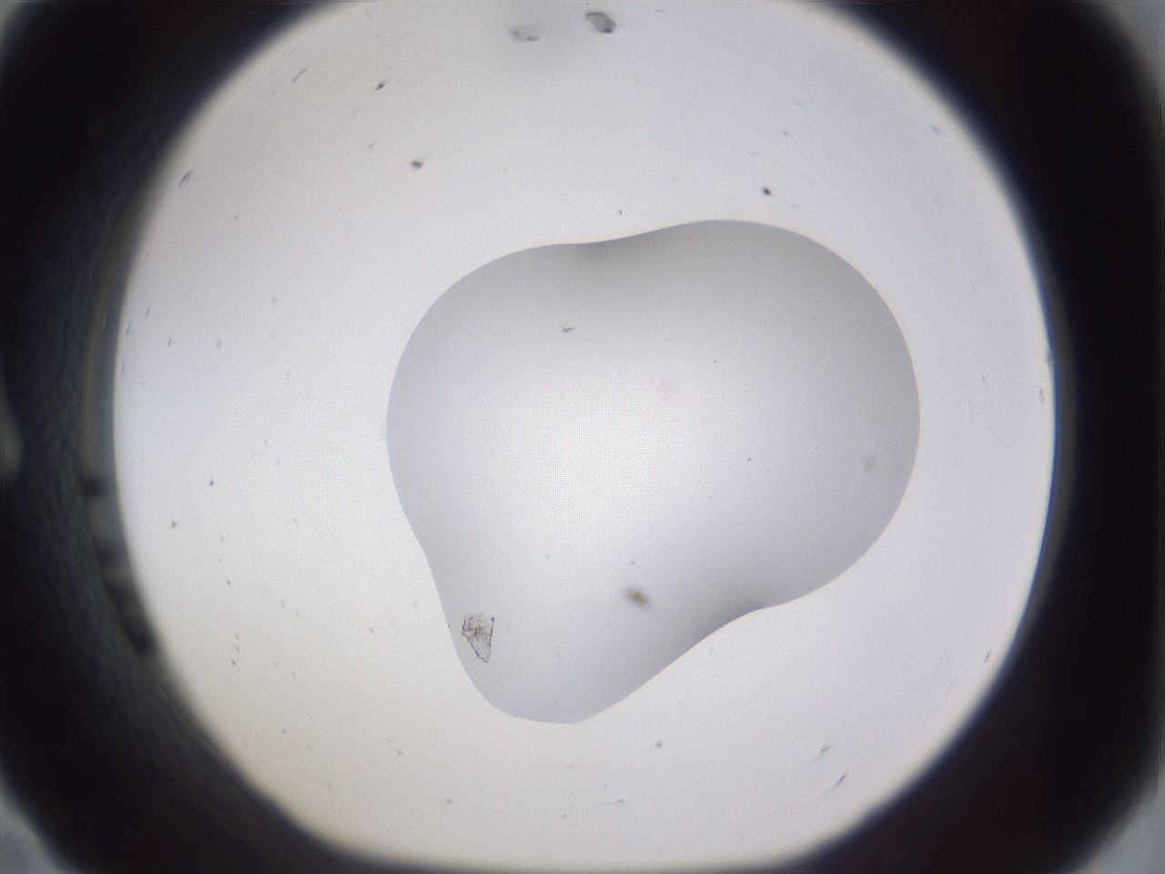 folderID517_plateID3517_batchID20738_wellNum11_profileID1_d1_r314522_ef.jpg