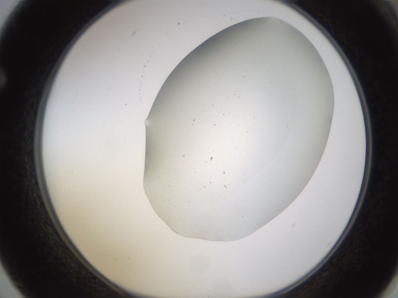 folderID521_plateID1521_batchID5895_wellNum62_profileID1_d1_r97614_ef.jpg