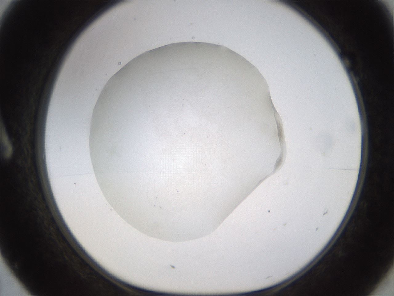 folderID521_plateID1521_batchID5933_wellNum7_profileID1_d1_r97559_ef.jpg