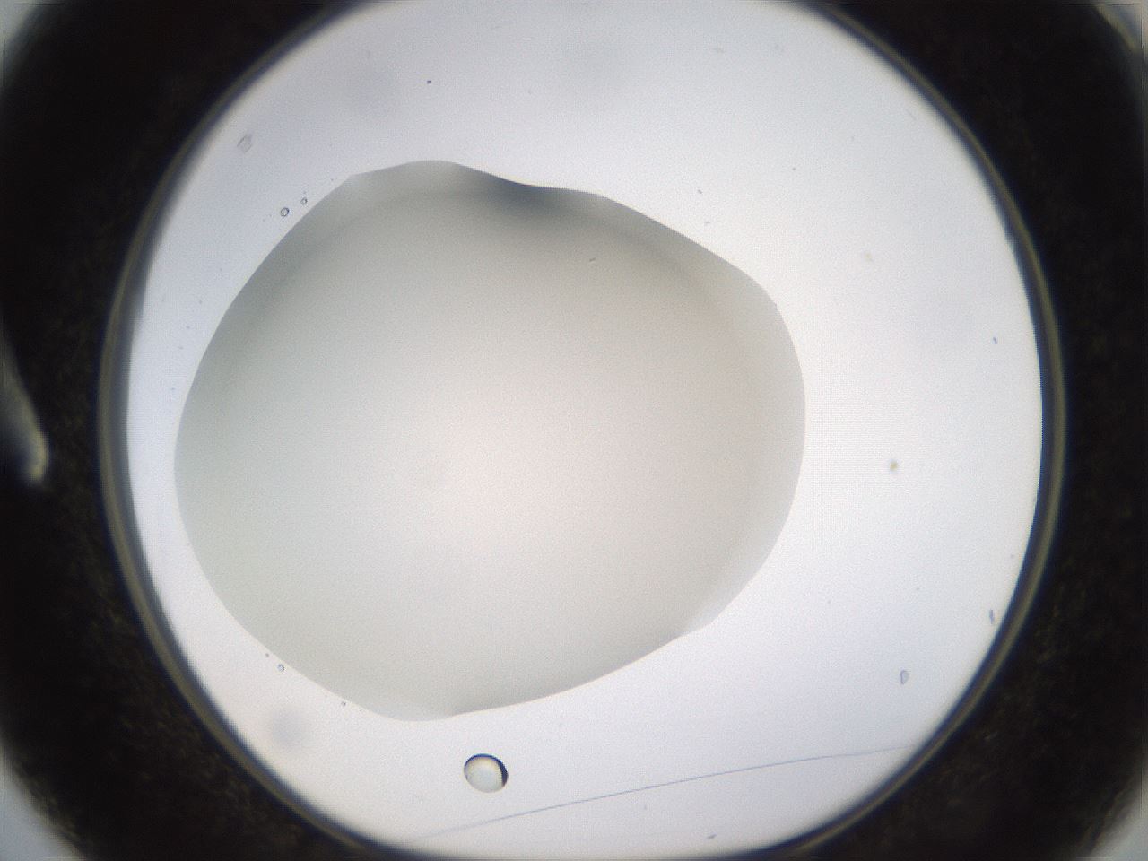 folderID521_plateID1521_batchID5956_wellNum3_profileID1_d1_r97555_ef.jpg