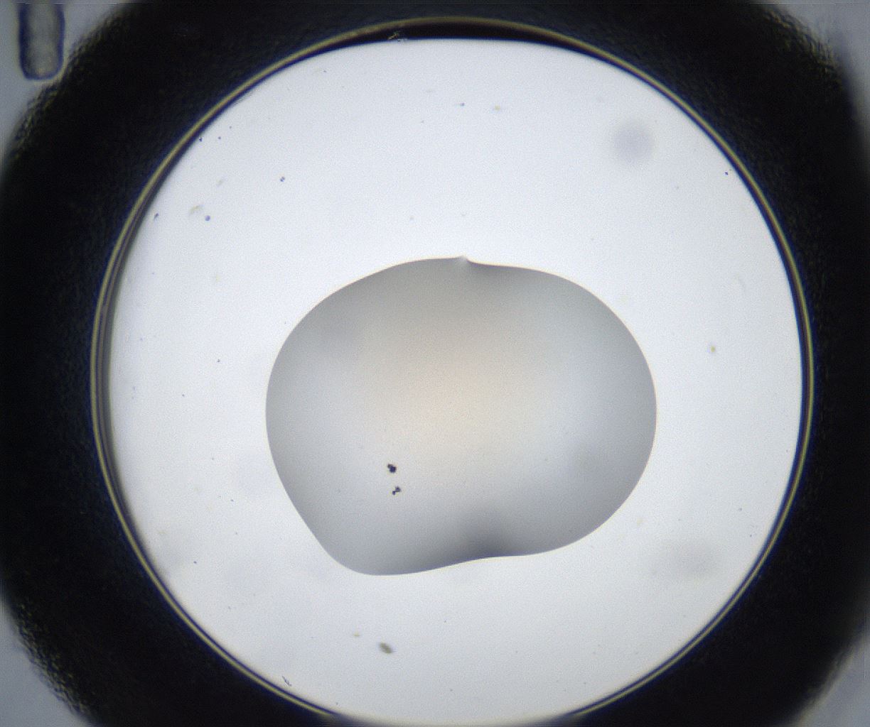 folderID521_plateID2521_batchID14815_wellNum35_profileID1_d2_r189857_ef.jpg