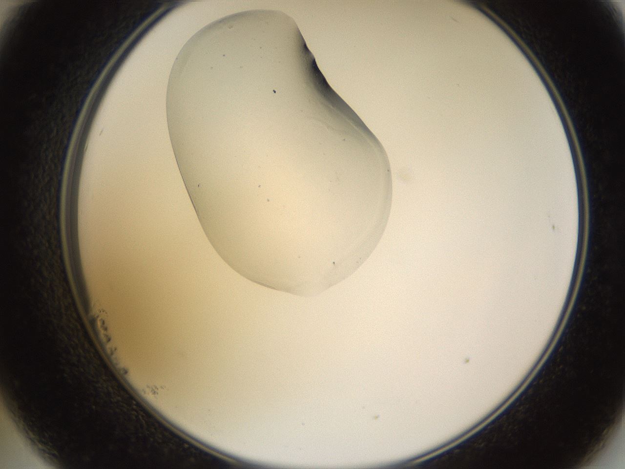 folderID524_plateID1524_batchID5980_wellNum23_profileID1_d2_r97886_ef.jpg