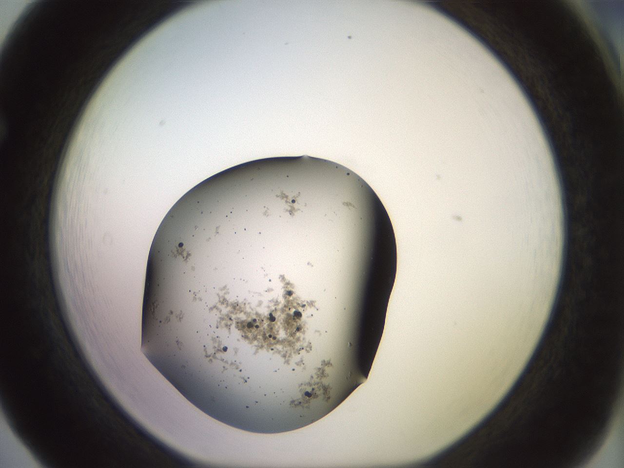folderID525_plateID3525_batchID20692_wellNum65_profileID1_d1_r315814_ef.jpg