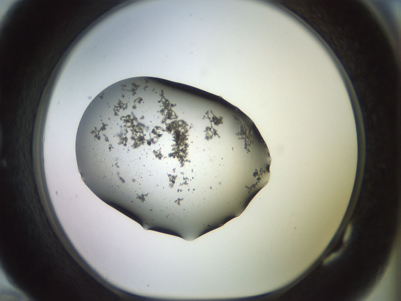 folderID525_plateID3525_batchID21328_wellNum82_profileID1_d1_r315831_ef.jpg