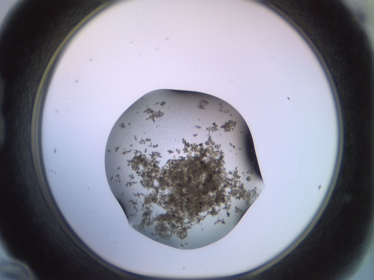 folderID525_plateID3525_batchID21724_wellNum24_profileID1_d1_r315773_ef.jpg