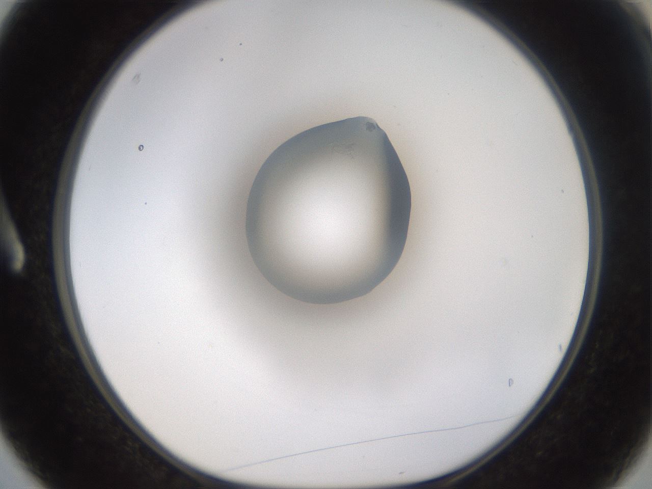 folderID527_plateID1527_batchID6385_wellNum3_profileID1_d1_r98229_ef.jpg