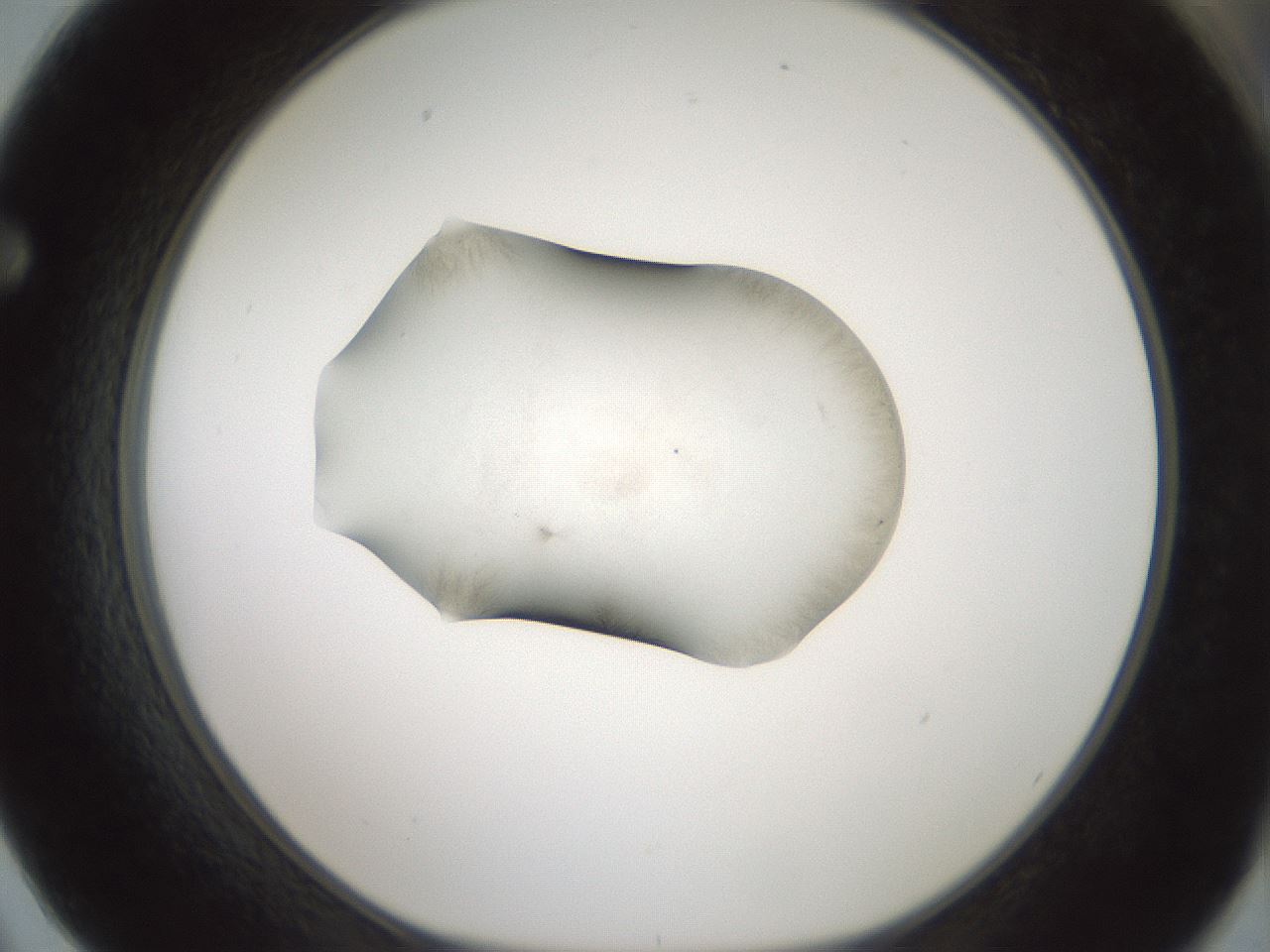 folderID52_plateID3052_batchID16938_wellNum62_profileID1_d1_r258790_ef.jpg