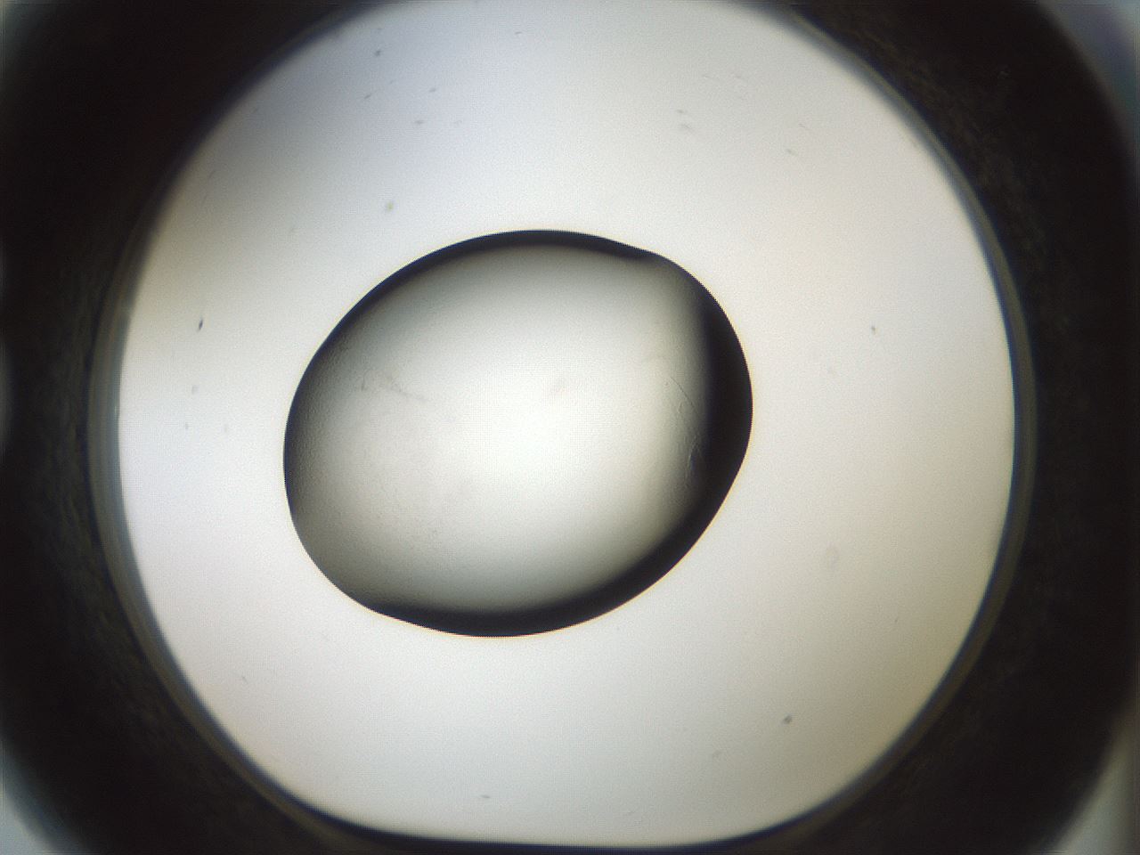 folderID52_plateID3052_batchID17544_wellNum81_profileID1_d1_r258809_ef.jpg
