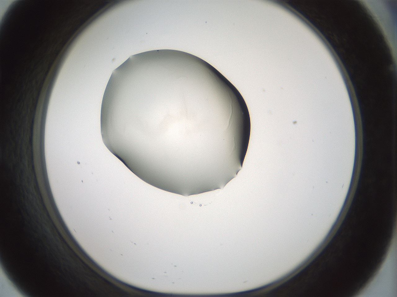 folderID52_plateID3052_batchID17807_wellNum57_profileID1_d1_r258785_ef.jpg