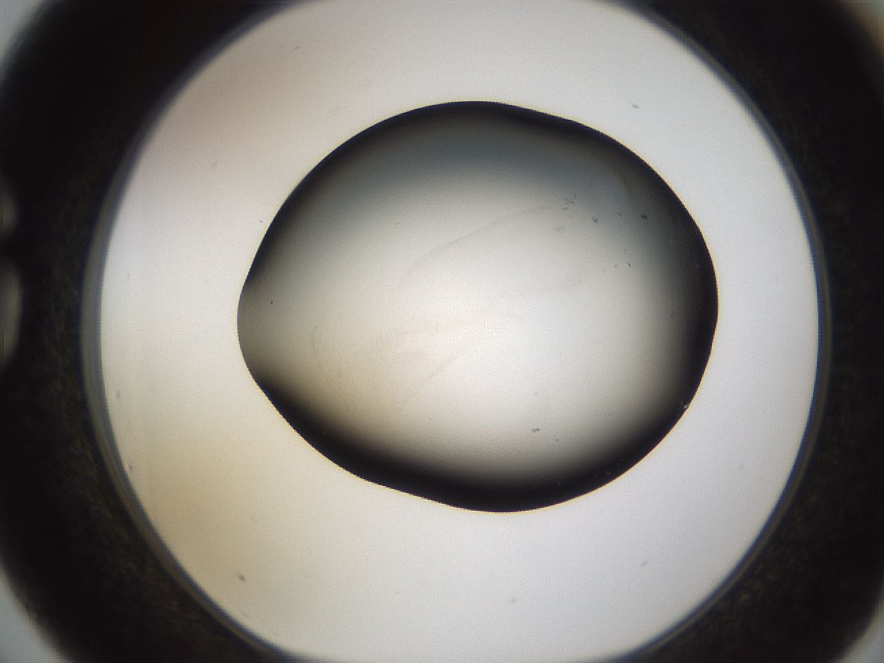folderID53_plateID3053_batchID16944_wellNum75_profileID1_d1_r257267_ef.jpg