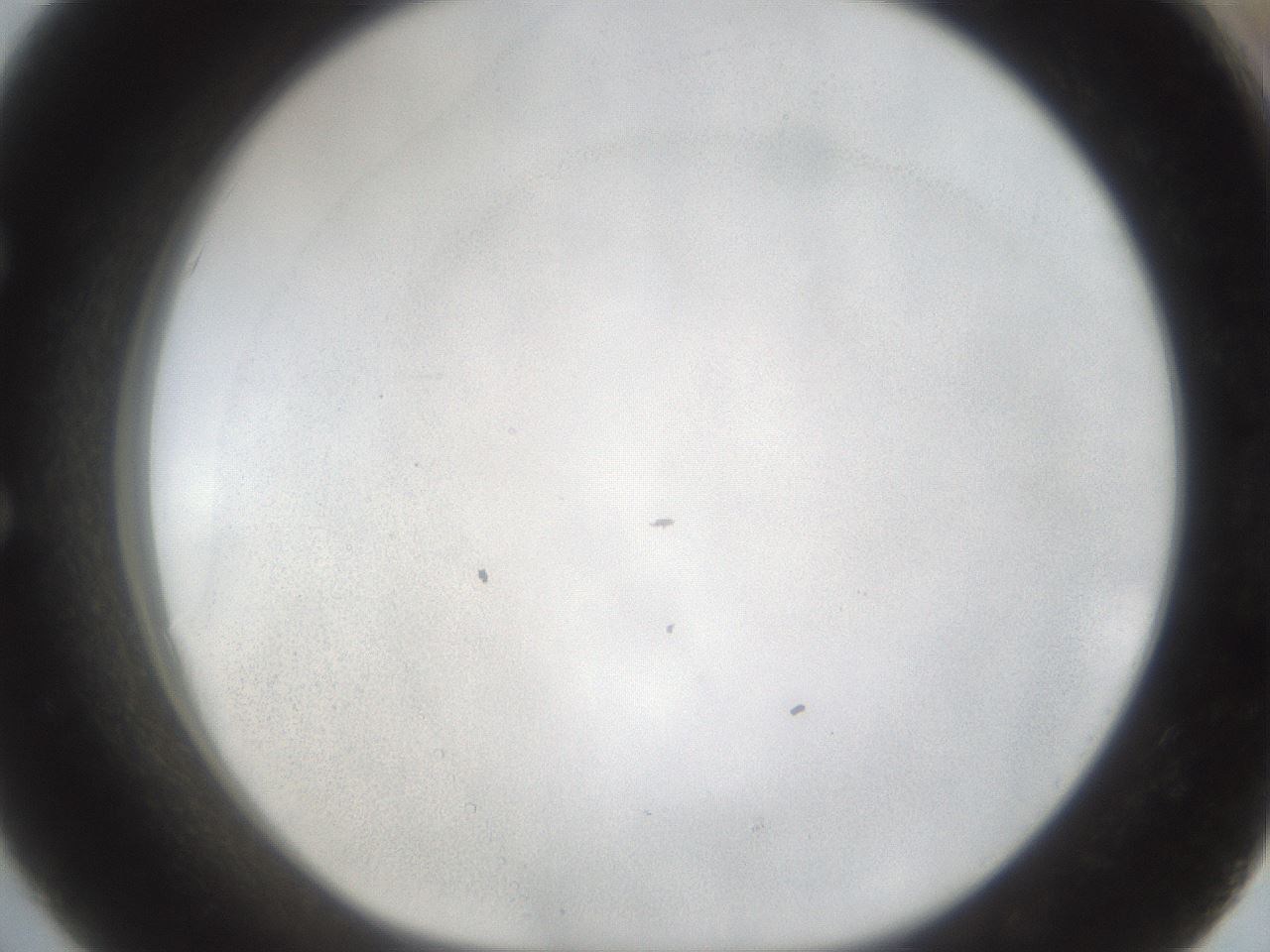 folderID53_plateID1053_batchID1983_wellNum51_profileID1_d1_r47363_ef.jpg