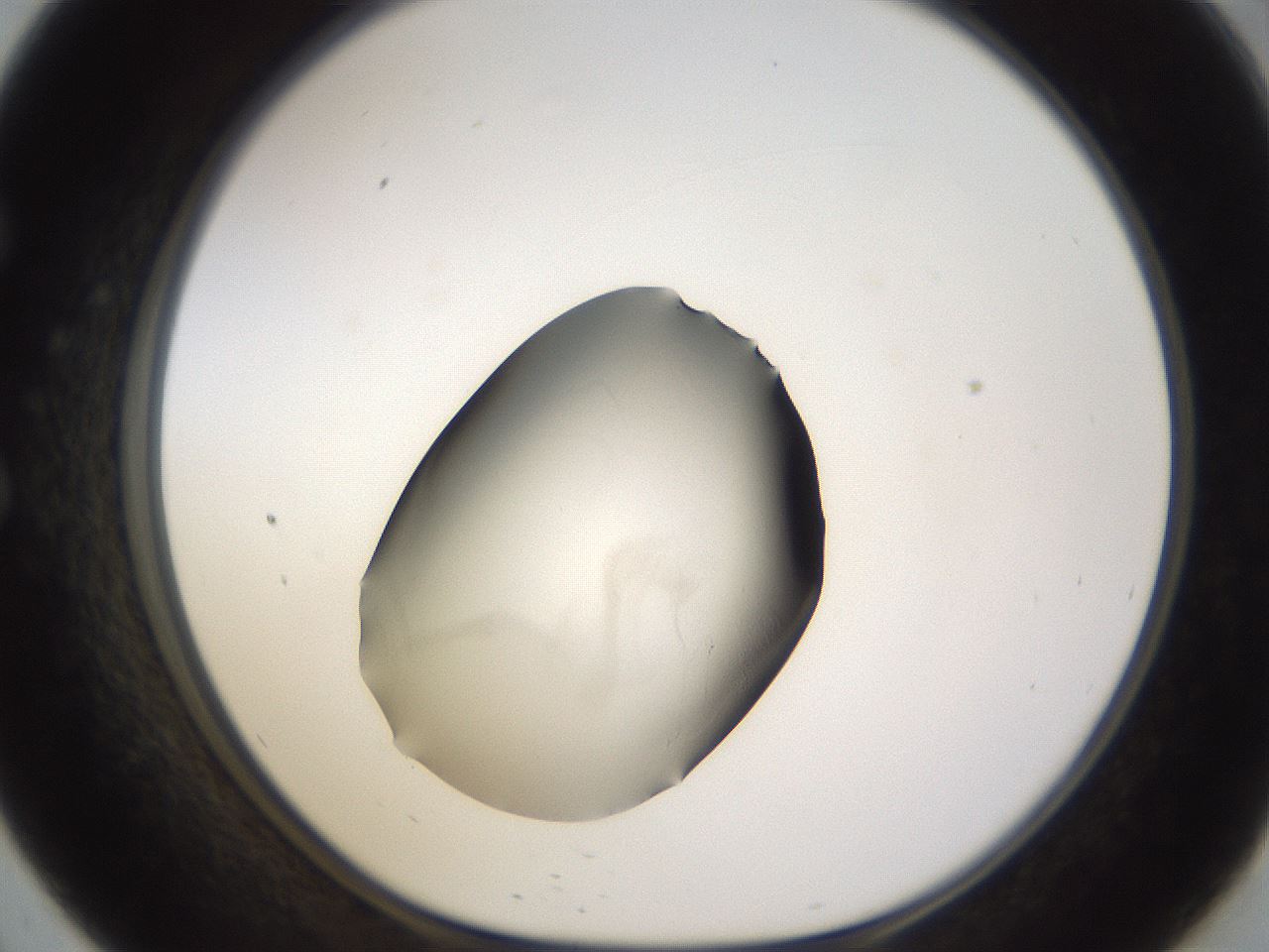 folderID53_plateID3053_batchID17801_wellNum57_profileID1_d1_r257249_ef.jpg