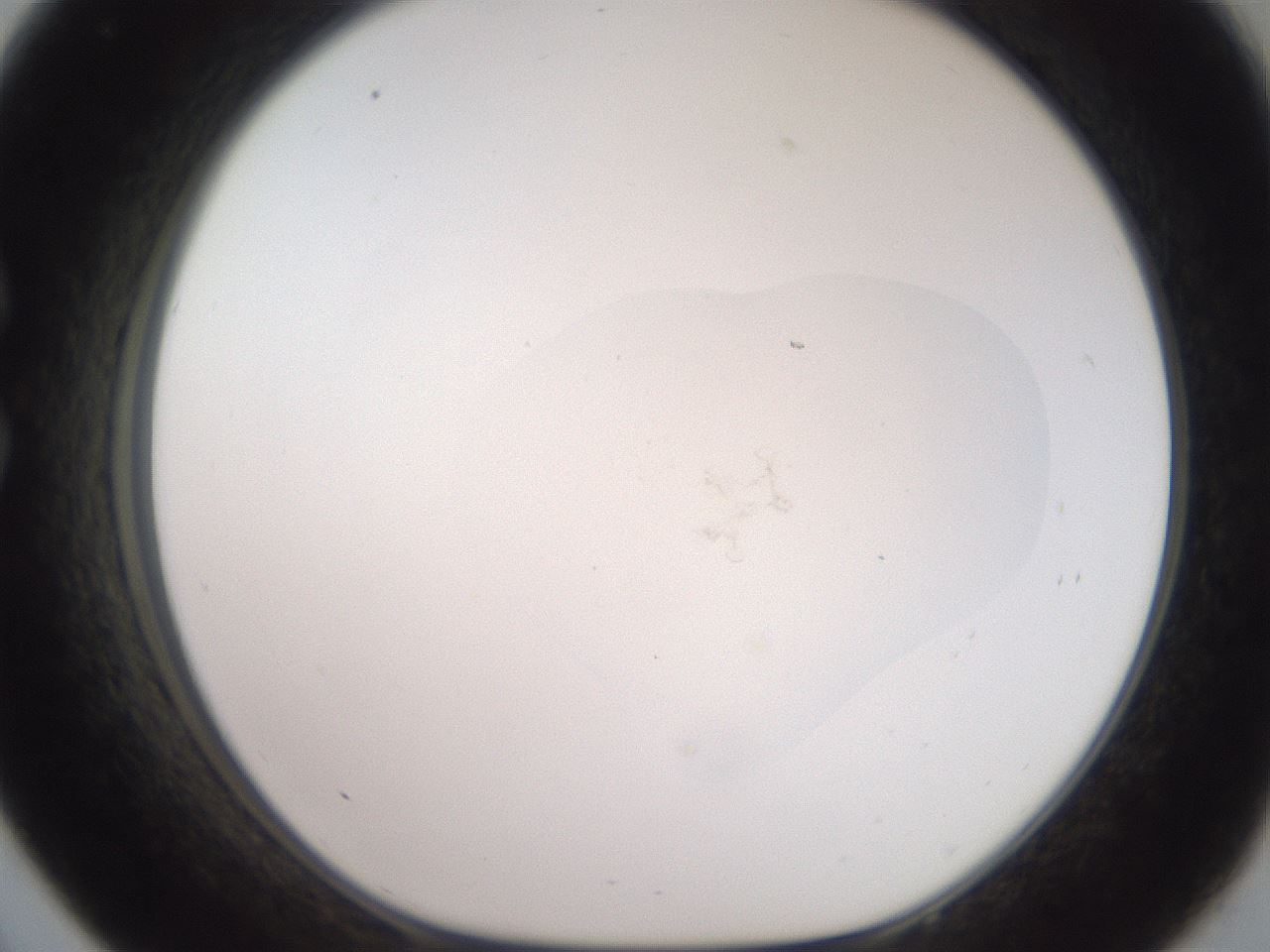 folderID549_plateID3549_batchID21305_wellNum33_profileID1_d1_r317711_ef.jpg