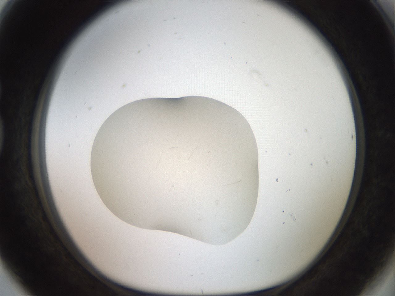 folderID550_plateID3550_batchID21483_wellNum80_profileID1_d1_r318154_ef.jpg