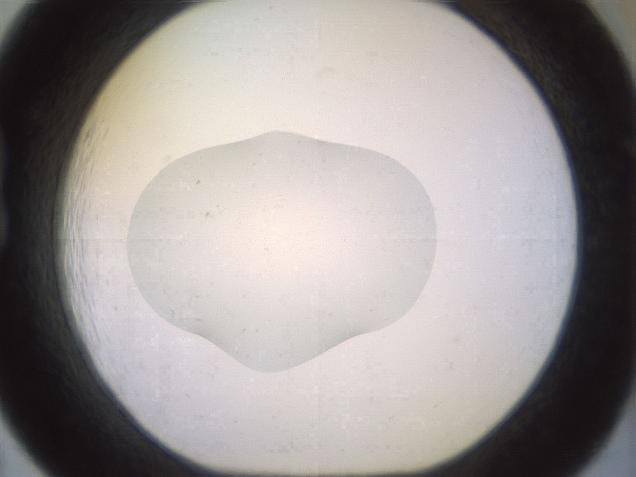 folderID554_plateID3554_batchID20923_wellNum19_profileID1_d1_r317313_ef.jpg