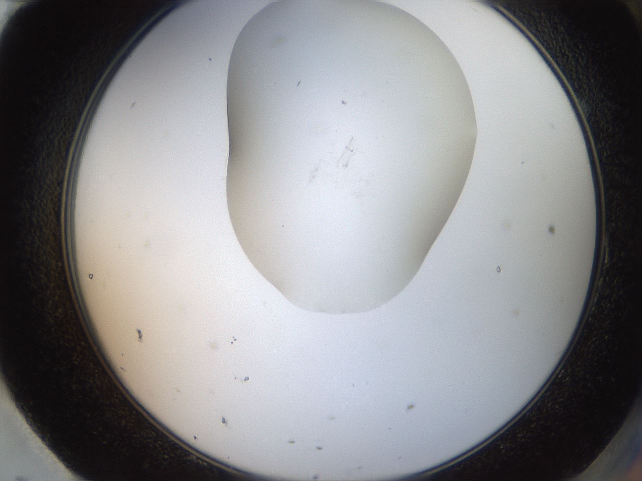 folderID555_plateID2555_batchID12517_wellNum95_profileID1_d2_r194980_ef.jpg