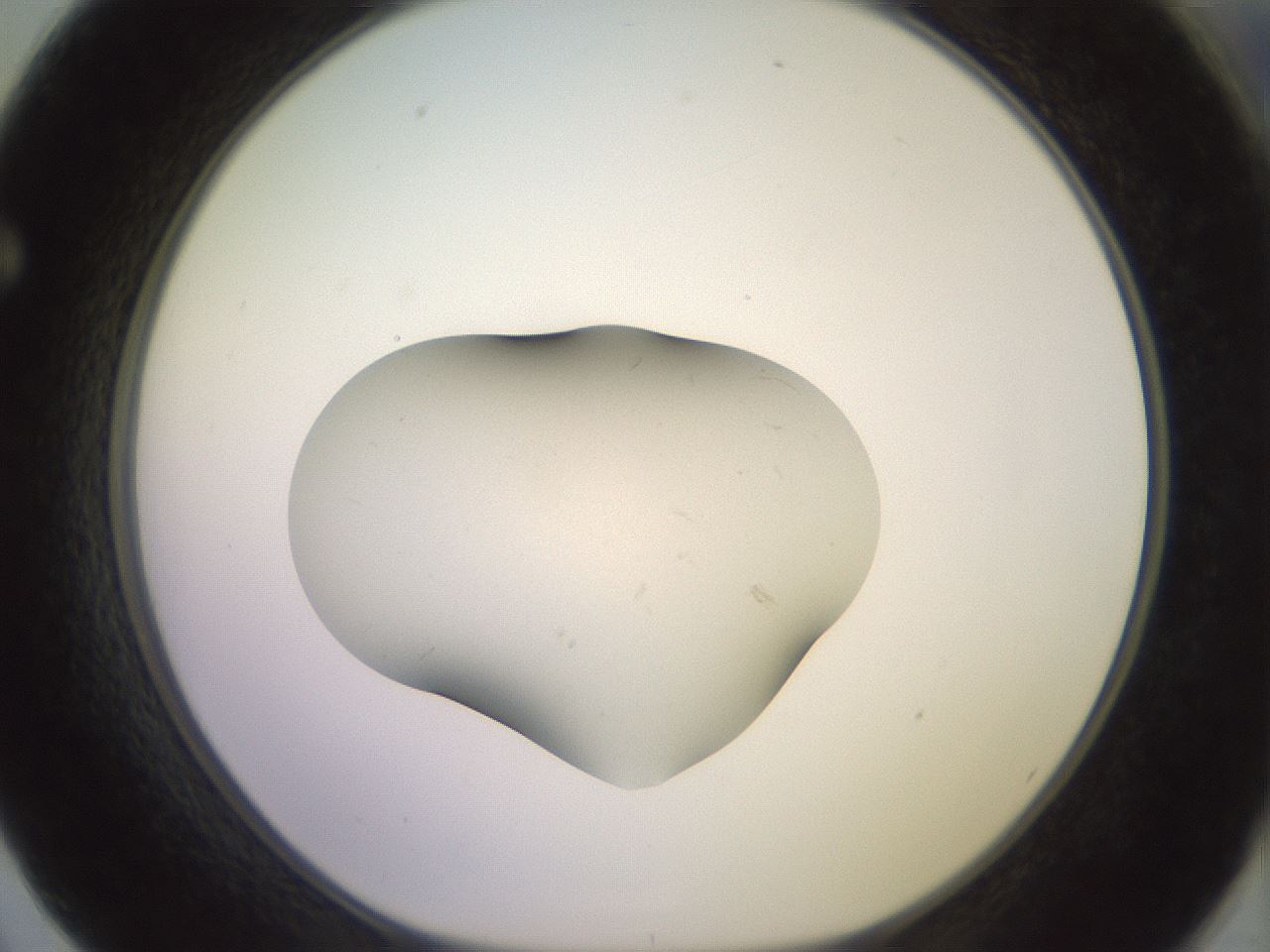 folderID555_plateID3555_batchID21059_wellNum62_profileID1_d1_r318424_ef.jpg