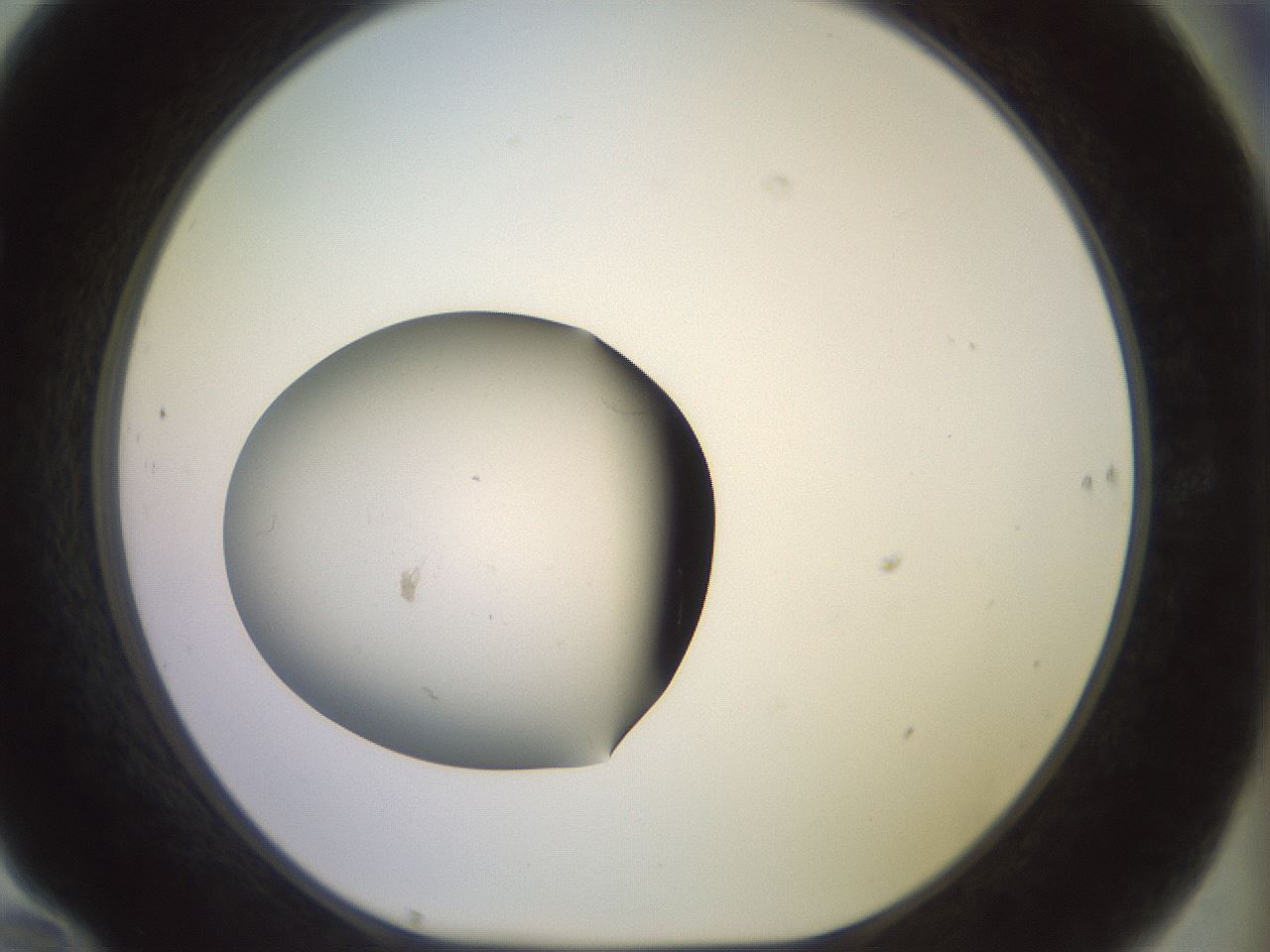 folderID555_plateID3555_batchID21318_wellNum70_profileID1_d1_r318432_ef.jpg