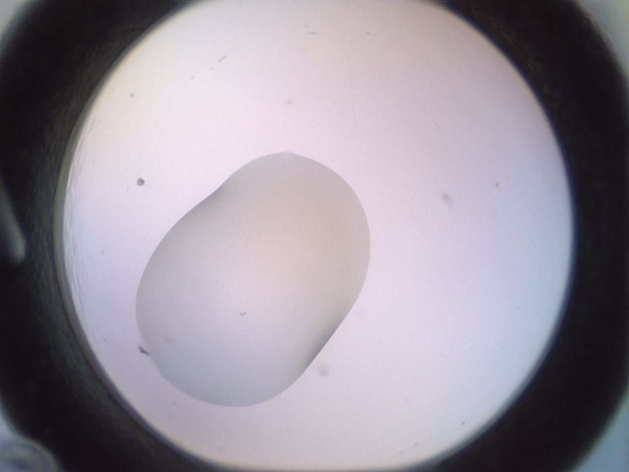folderID556_plateID3556_batchID22365_wellNum12_profileID1_d1_r317594_ef.jpg