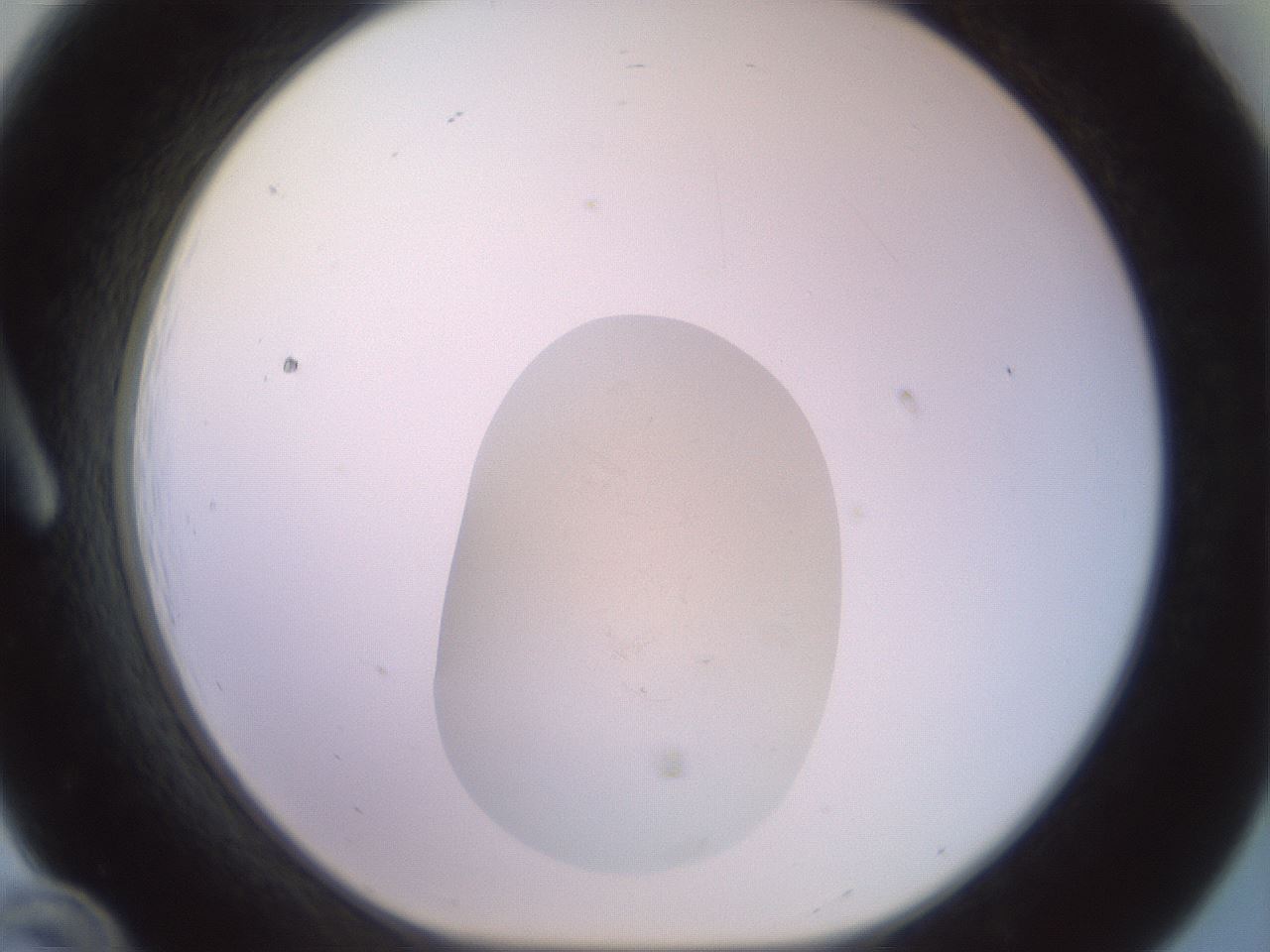 folderID558_plateID3558_batchID21304_wellNum12_profileID1_d1_r317786_ef.jpg
